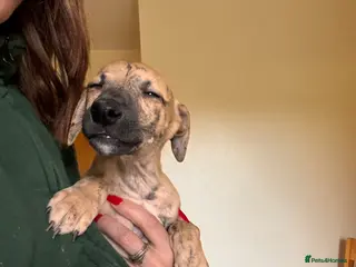 Whippet dogs READY NOW. Champion KC whippet puppies - Advert 16