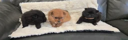 Pomeranian dogs for sale: Pretty cute Pomeranians  - Advert 22