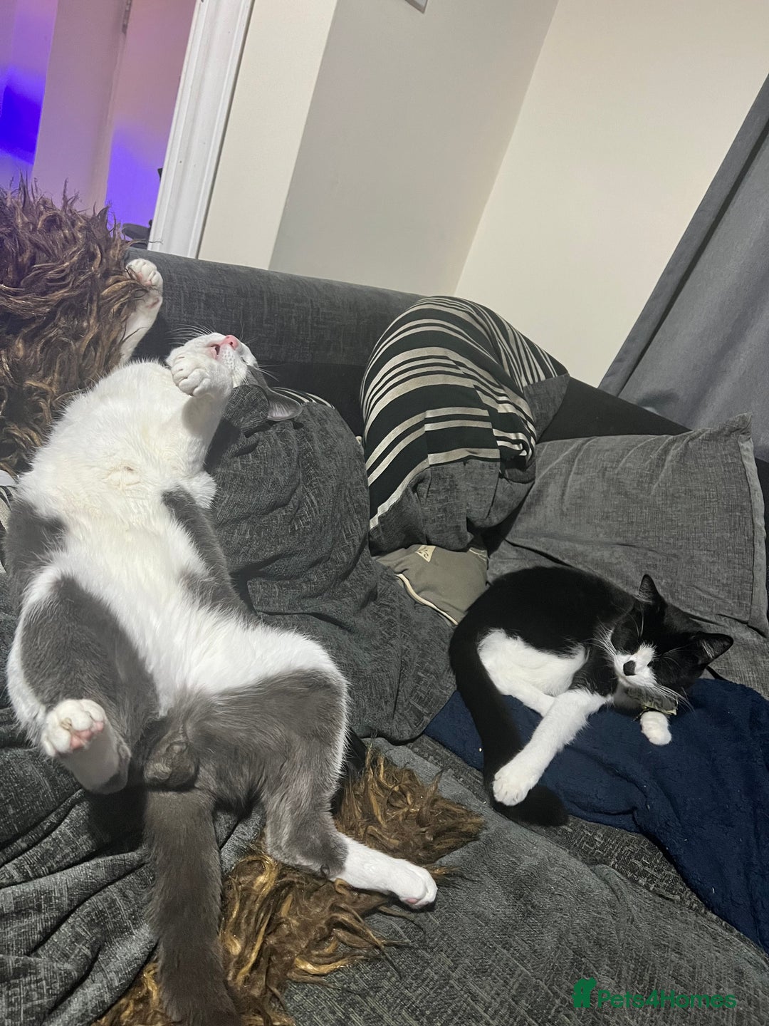 British Shorthair cats for sale: Blue and white kitten  - Advert 6