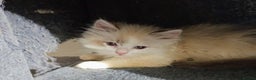 Ragdoll cats for sale: Beautiful full ragdoll kittens £695 - Advert 17