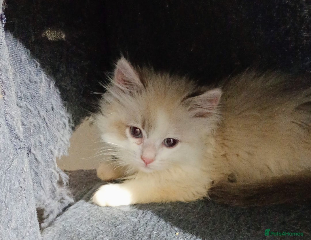Ragdoll cats for sale: Beautiful full ragdoll kittens £695 - Advert 17