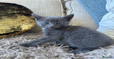 Mixed Breed cats - Advert 9