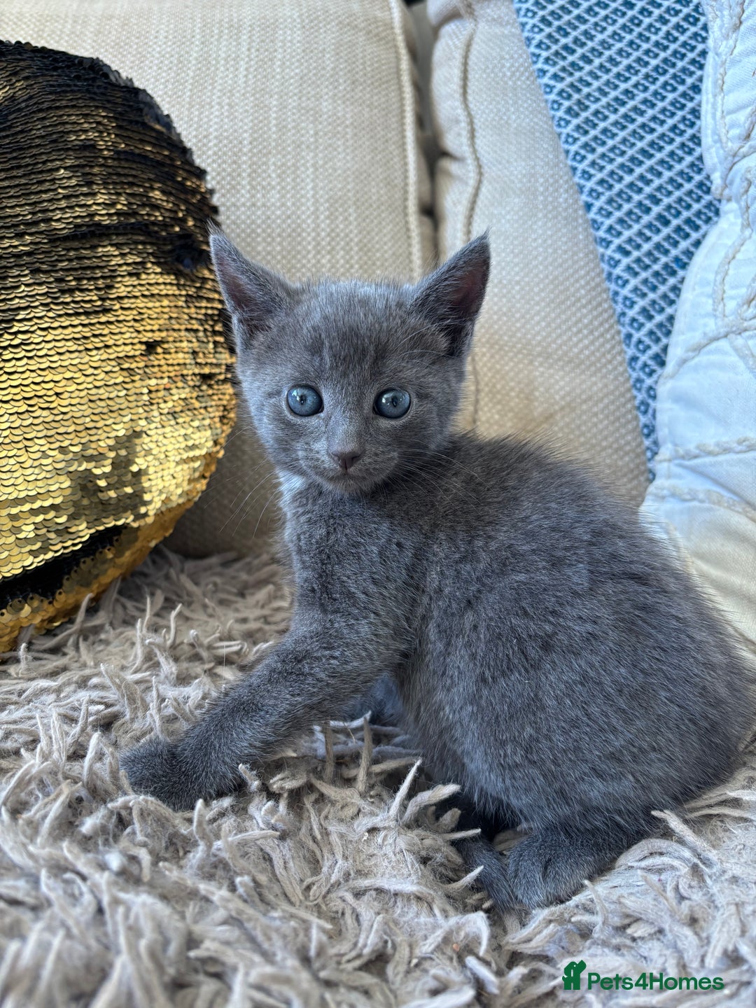 Mixed Breed cats for sale: Gorgeous blue grey male kitten available  - Image 3