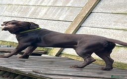 Mixed Breed dogs for sale: Lab cross collie  - Image 4
