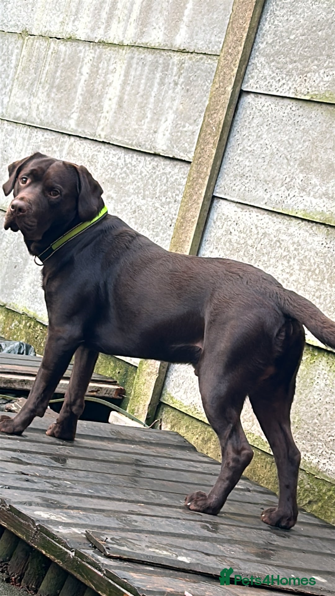 Mixed Breed dogs for sale: Lab cross collie  - Image 4