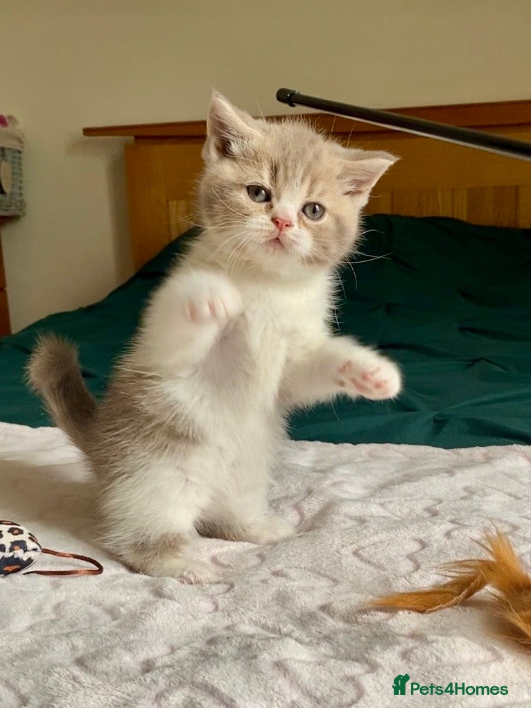 Scottish Fold cats 🧸1 OUTSTANDING TICA FAWN BICOLOUR GIRL LEFT 🧸 - Advert 2