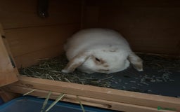 Mini Lop rabbits for sale: Mini lop bunnies  - Image 7