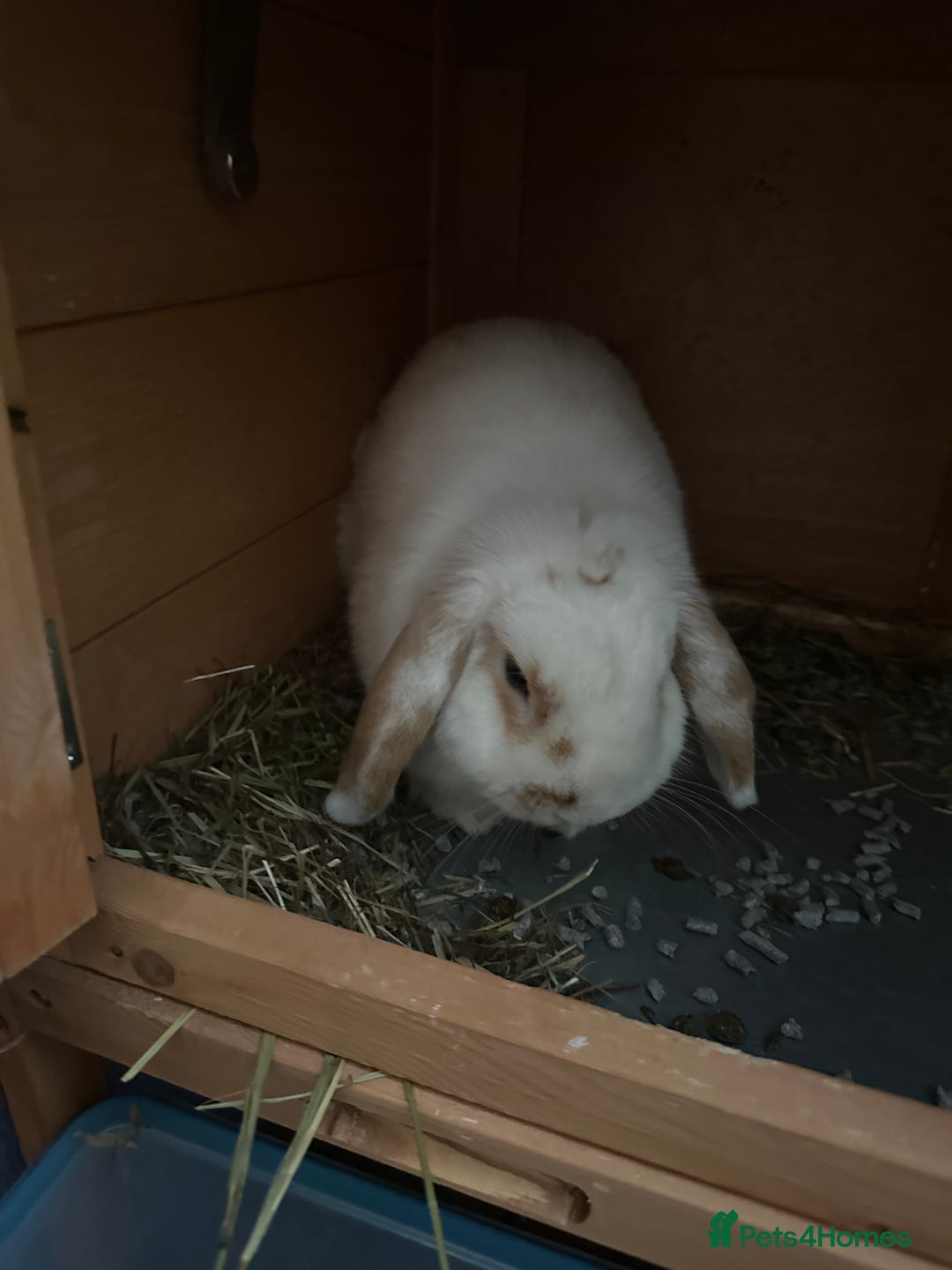 Mini Lop rabbits for sale: Mini lop bunnies  - Image 7