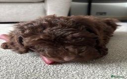 Cockapoo dogs for sale: F1b female Cockapoo puppy  - Image 6