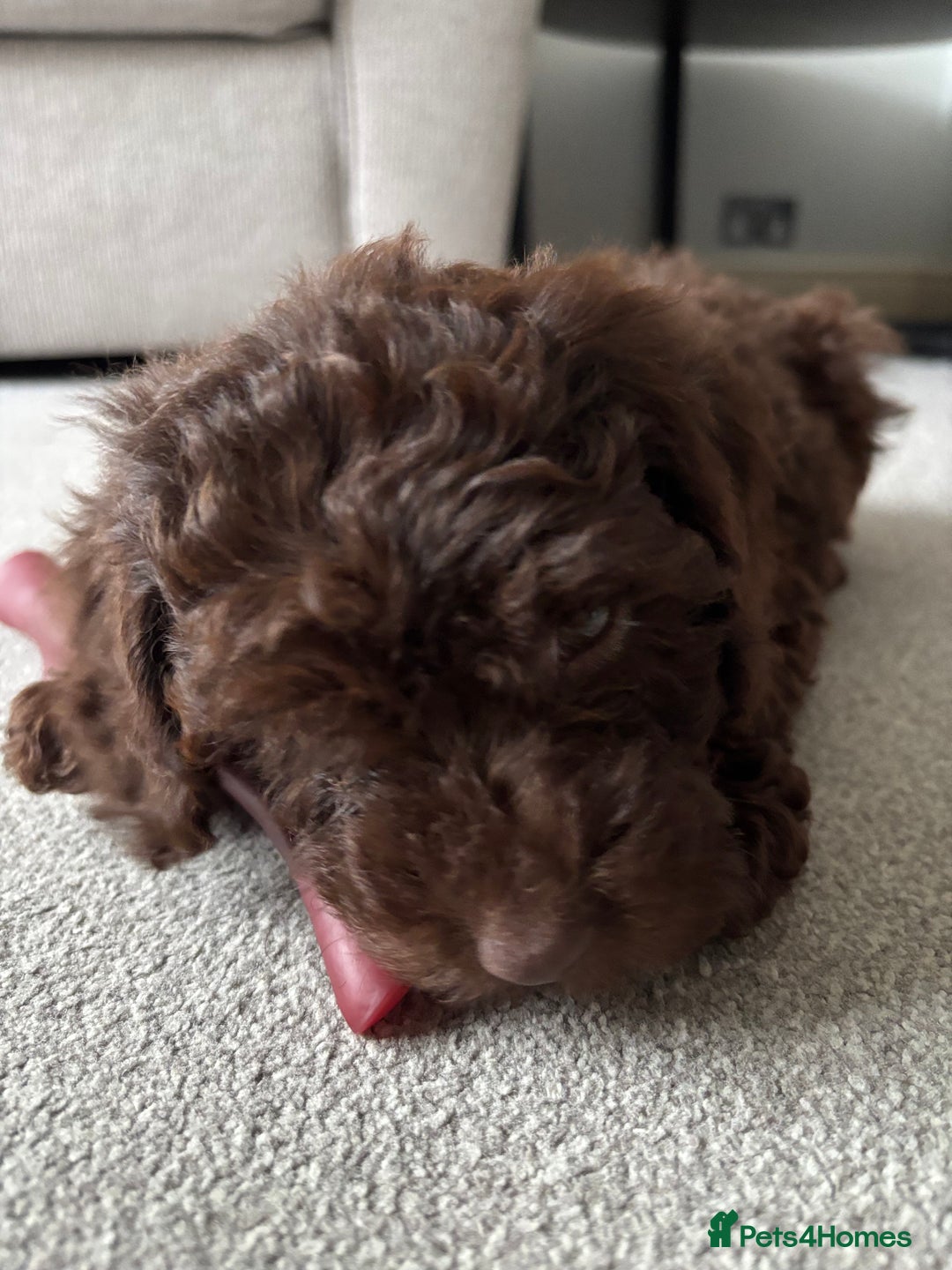 Cockapoo dogs for sale: F1b female Cockapoo puppy  - Image 6