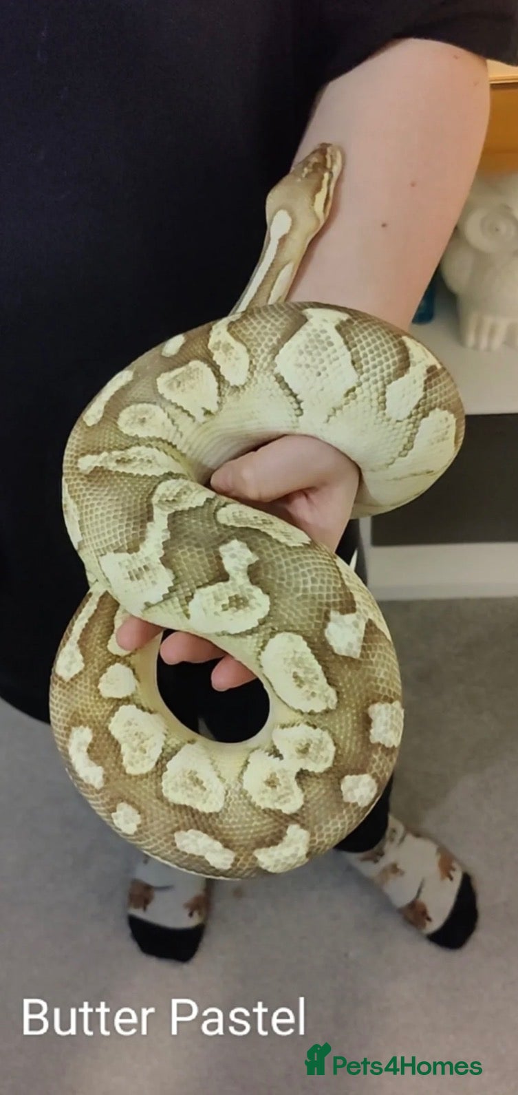 Python Snake reptiles 5 for £50 -adult docile Corn Snake & Ball Pythons - Advert 14