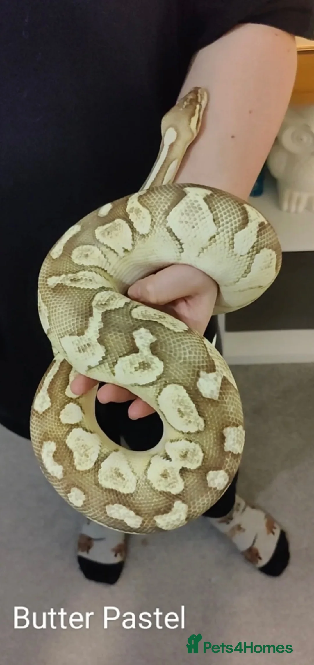 Python Snake reptiles for sale: 5 for £50 -adult docile Corn Snake & Ball Pythons - Advert 1