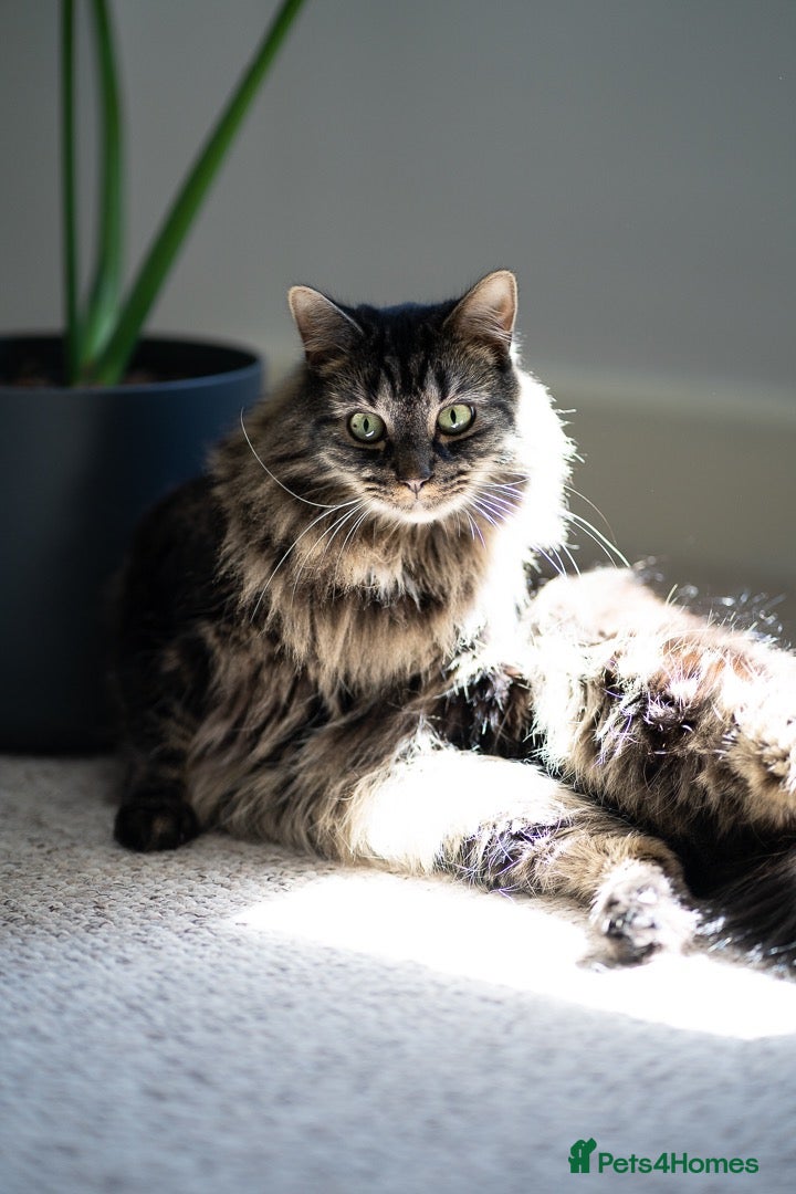 Mixed Breed cats Mowgli is looking for a new home  - Advert 3