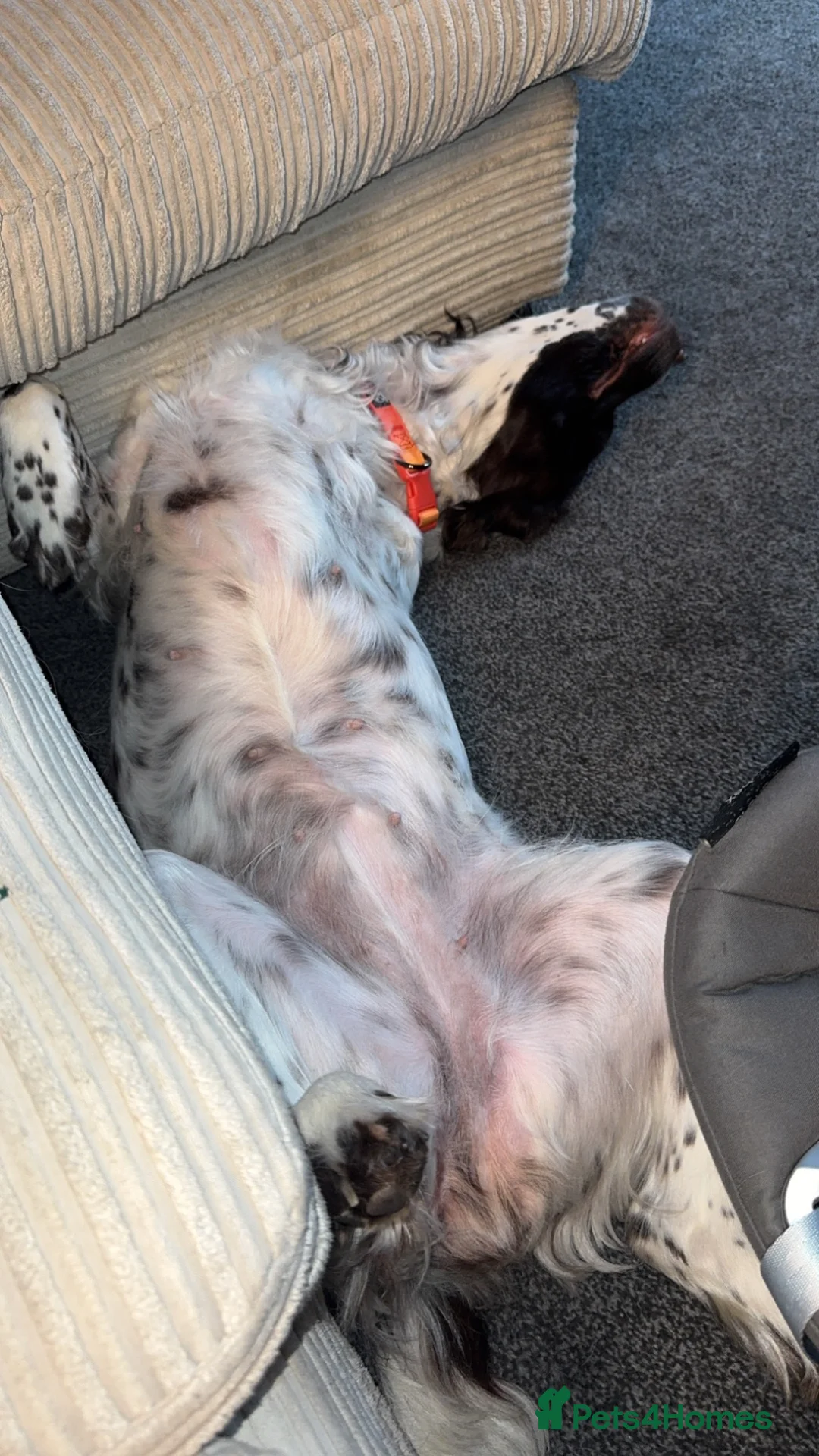 English Springer Spaniel dogs for sale: 4 year old spaniel in Sowerby Bridge - Advert 4