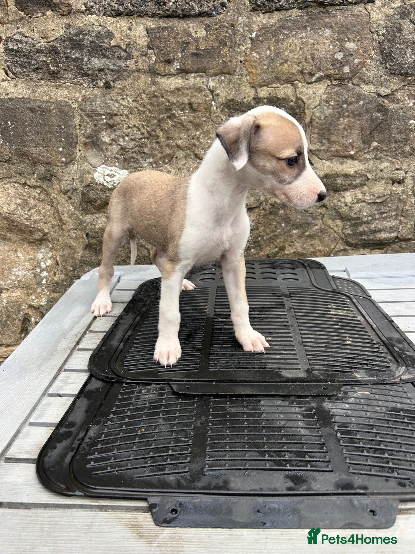 Lurcher dogs Bedlington whippet lurcher pups - Advert 4
