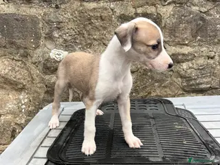 Lurcher dogs Bedlington whippet lurcher pups - Advert 4