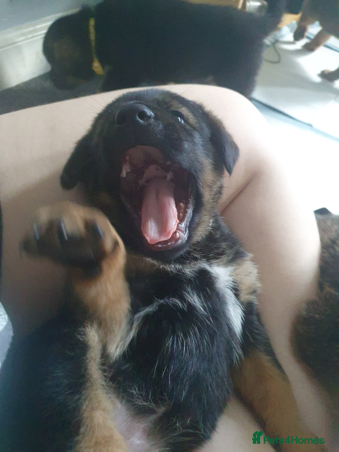 Mixed Breed dogs for sale: Rottweiler Ovcharka puppies in East Kilbride - Image 4