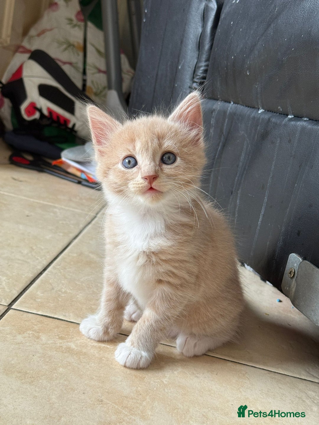 Mixed Breed cats for sale: Gorgeous 8 week old kittens - Image 2
