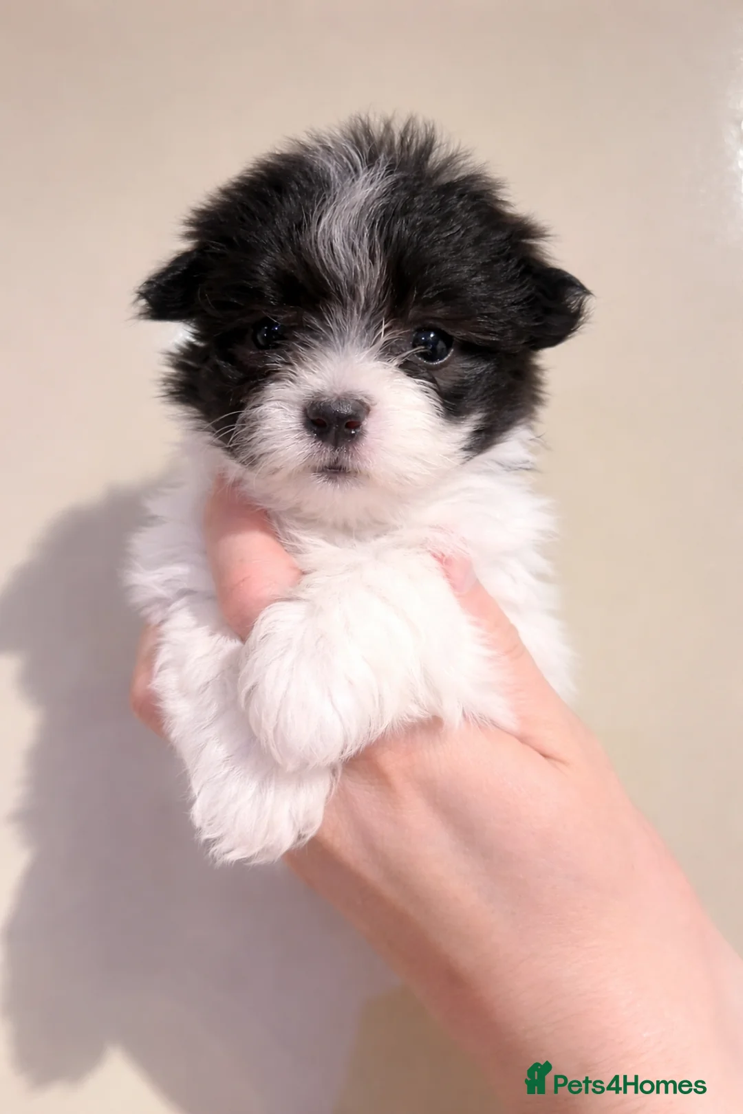 Coton De Tulear dogs for sale: Coton de Tulear puppy in Leeds - Advert 8