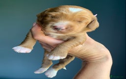 Cockapoo dogs for sale: 3 Stunning Dark Red Cockapoo Puppies - Image 12