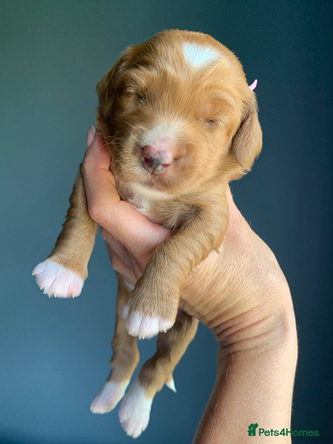 Cockapoo dogs for sale: 3 Stunning Dark Red Cockapoo Puppies - Image 12