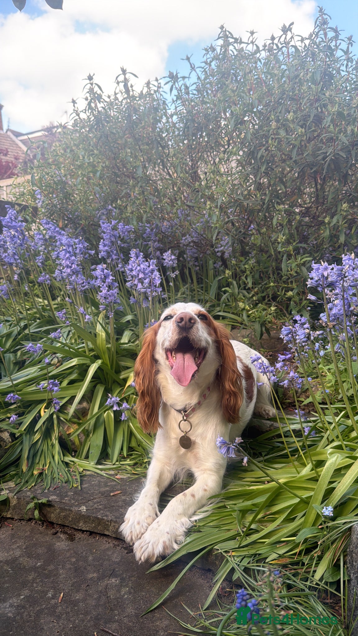 Cocker Spaniel dogs Looking for a Male Stud for my Primrose - Advert 1