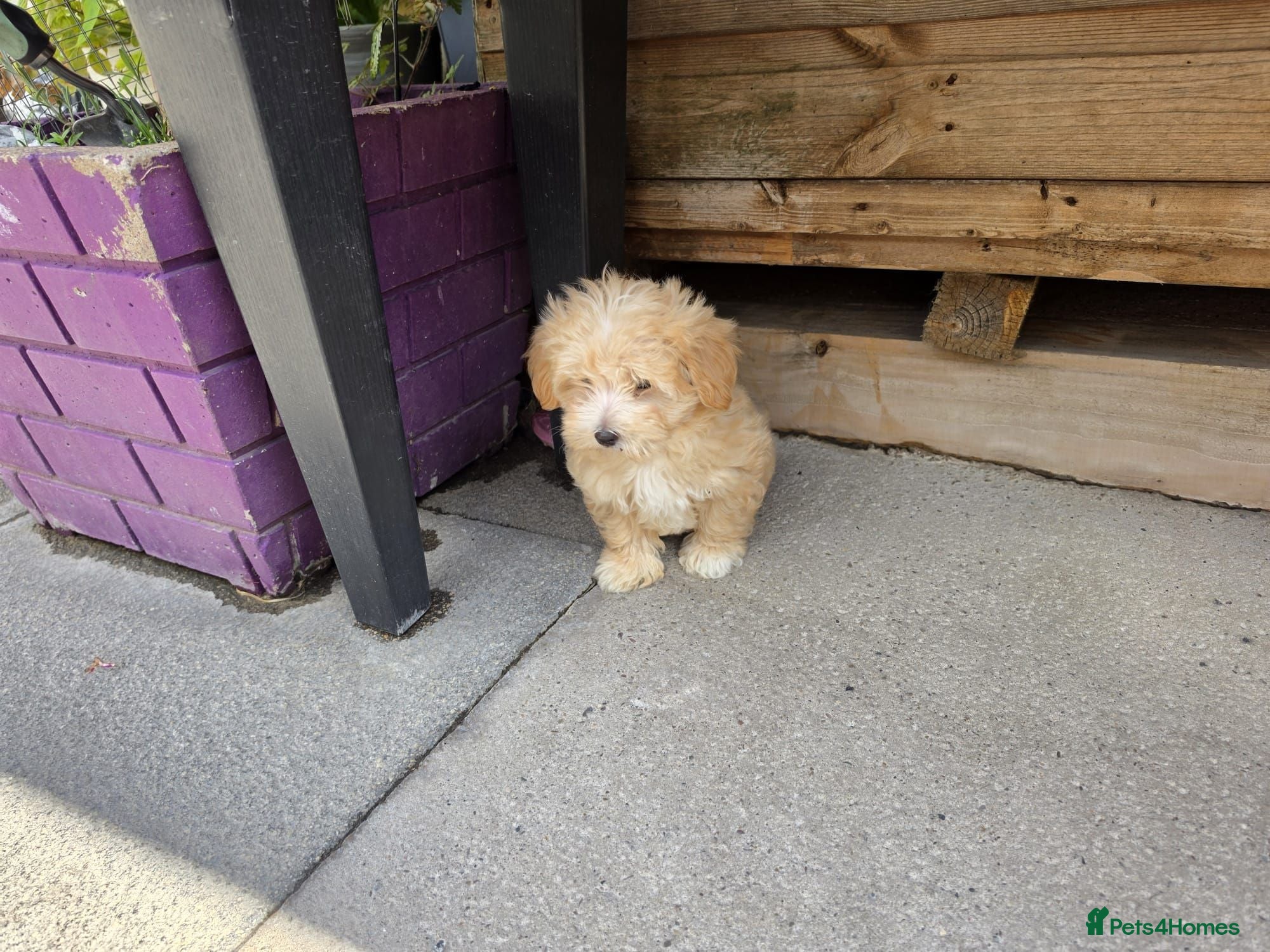 Maltipoo dogs 3 Gorgeous Asian F1 small Maltipoos - Advert 1