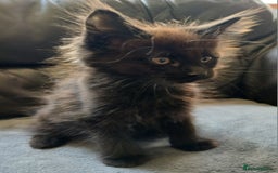 Maine Coon cats for sale: Beautiful girl!! TICA reg Maine Coon Ready Now!! in Diss - Image 5