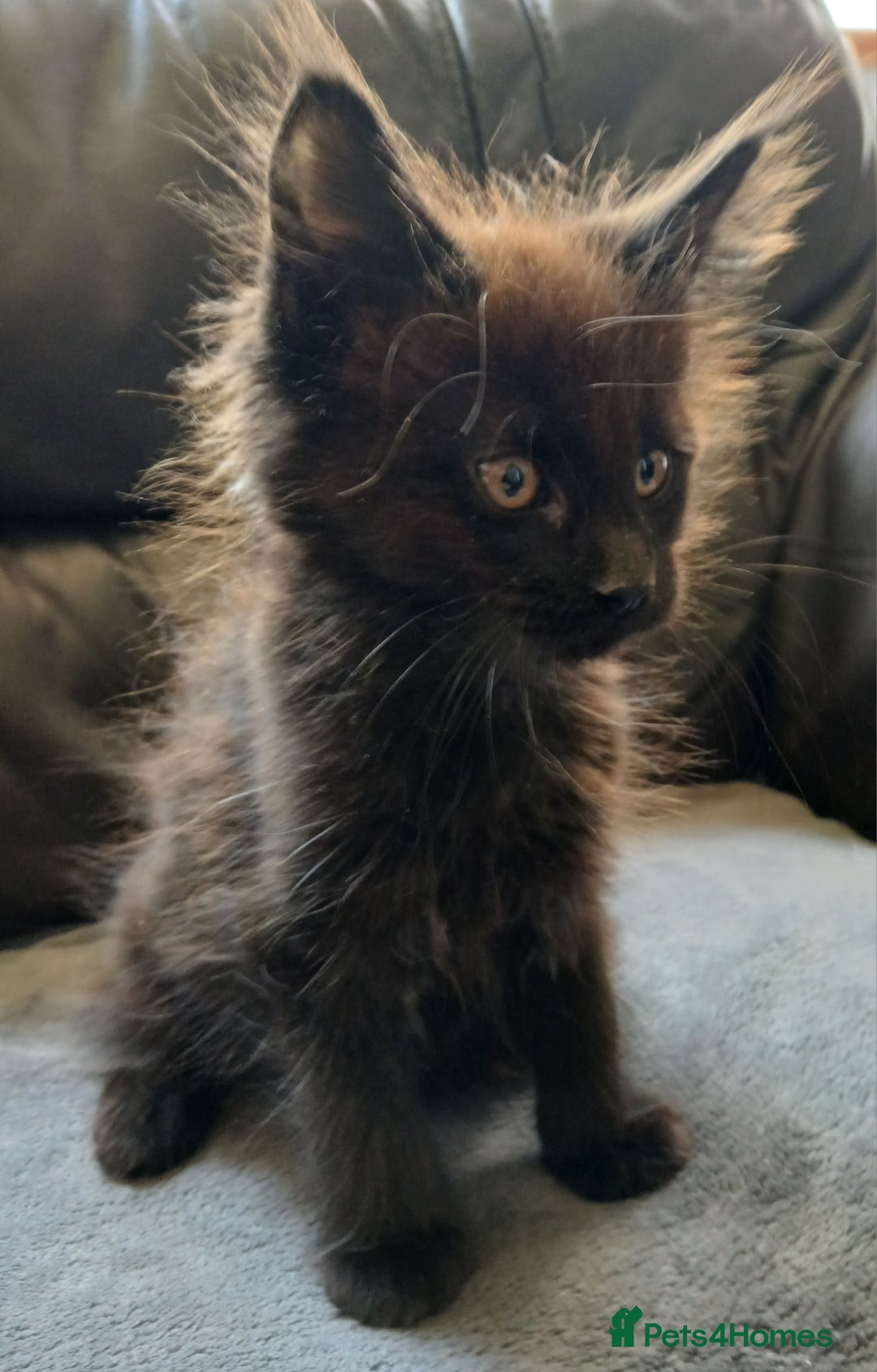 Maine Coon cats for sale: Beautiful girl!! TICA reg Maine Coon Ready Now!! in Diss - Image 5