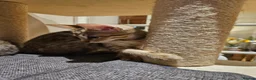 Savannah cats for sale: Stunning F5 SBT Savannah Kittens in Bradford - Advert 10