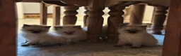 Ragdoll cats for sale: Chocolate point and blue pointed lynx ragdolls - Advert 5