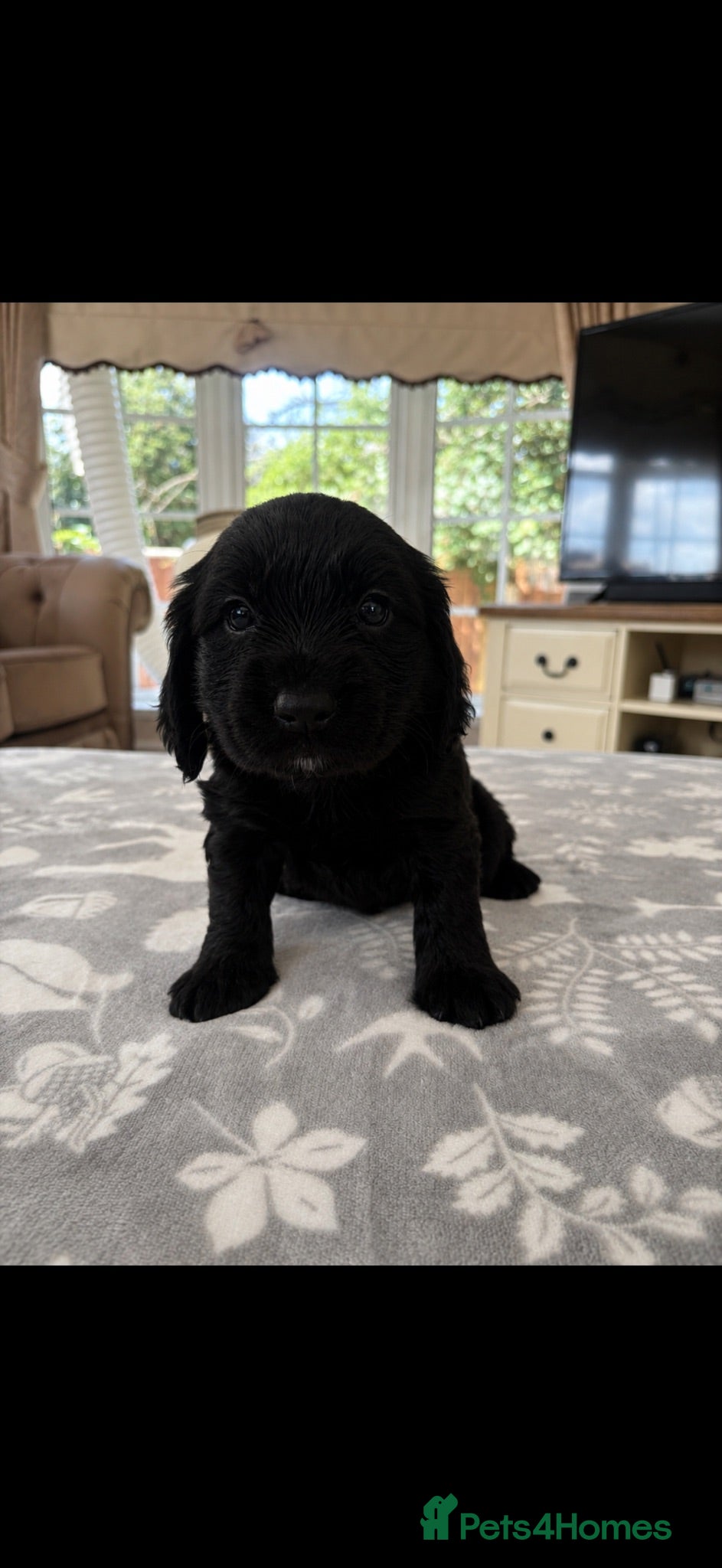 Cocker Spaniel dogs (1 REMAINING)Beautiful cocker spaniel puppies 🐶 - Advert 3