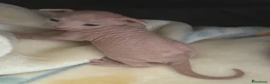 Sphynx 1