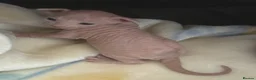 Sphynx cats for sale: sphynx kittens for reservations  - Advert 5