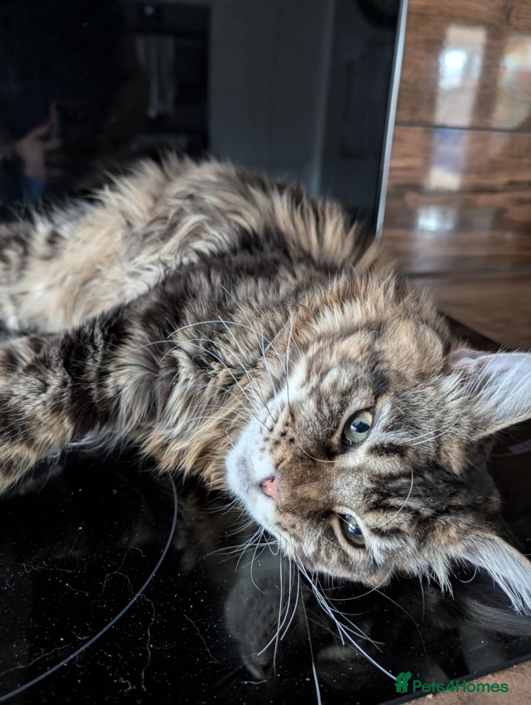 Maine Coon cats for sale: Active Maine Coon Tabby Boy Available  - Advert 7