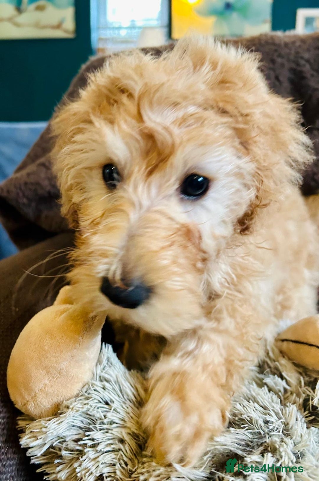 Labradoodle dogs for sale:  Adorable 🥰 Miniature Labradoodle Puppies F2B  - Image 30