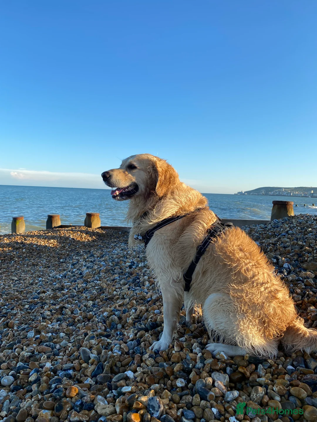 Golden Retriever dogs for stud: A proven gorgeous Golden Retriever for stud in Haywards Heath - Advert 2