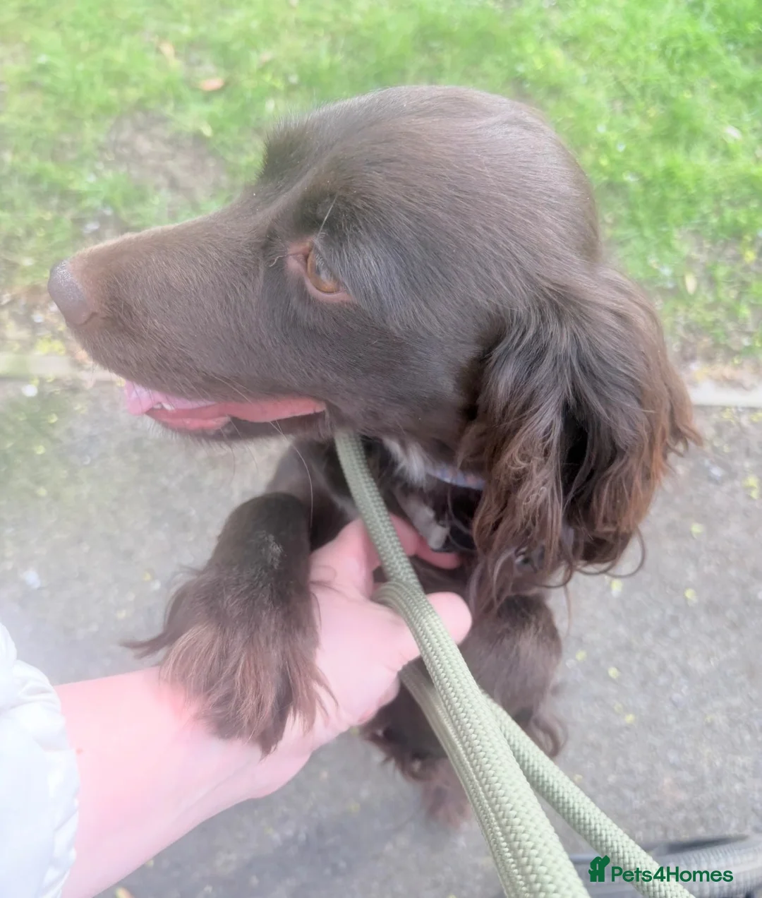 English Springer Spaniel dogs for sale: Beautiful Chocolate Spaniel-Type Female Dog  - Advert 6
