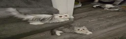 Persian cats for sale: Persian Female Silver Tabby Cat - GCCF - PKD Clear - Advert 7