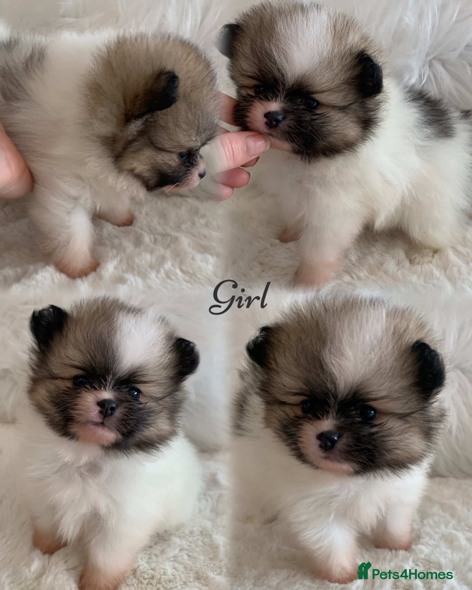 Pomeranian dogs Outstanding KC Tiny baby Poms puppies  - Advert 2