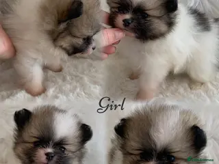 Pomeranian dogs Outstanding KC Tiny baby Poms puppies - Advert 2