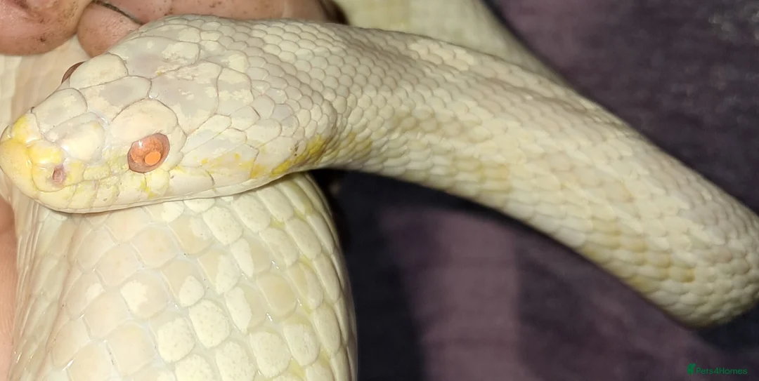 Corn Snake reptiles for sale: Stunning female corn snake, vivarium & accessories - Advert 5