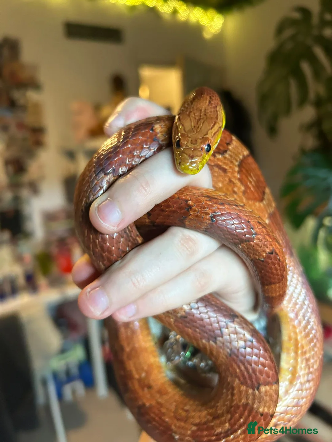 Corn Snake reptiles for sale: Male Cornsnake and Vivarium all items included - Advert 6