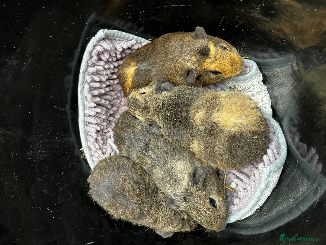 Guinea Pig rodents for sale: Bonded Boar (male) Guinea Pigs - Advert 3