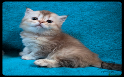 Scottish Fold cats for sale: TICA Registered Scottish kittens - Image 11
