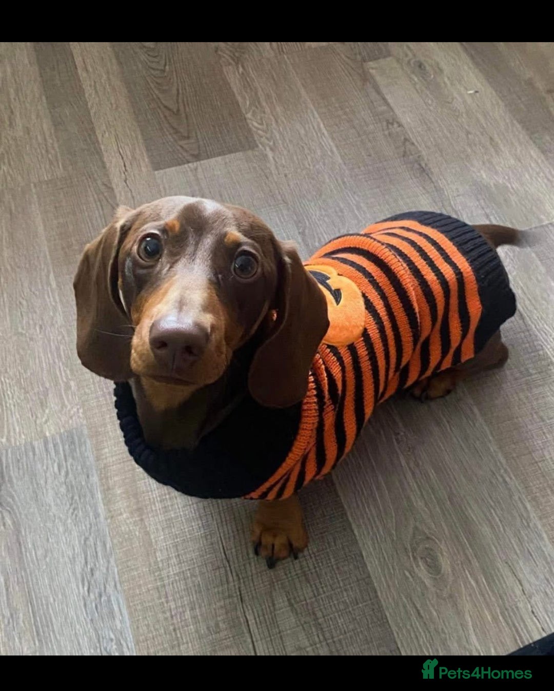 Miniature Dachshund dogs for sale: 2 year old male miniature dachshund  - Advert 2