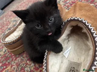 Mixed Breed cats Kitten looking for forever home - Advert 2