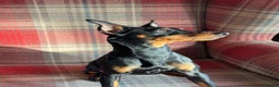 English Toy Terrier dogs for sale: English Toy Terrier - Advert 1