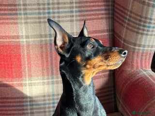 English Toy Terrier dogs English Toy Terrier - Advert 1