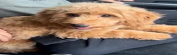 Toy Poodle dogs for sale: Toy Poodle Puppies For Sale - Advert 7